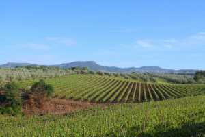 Private farmhouse vacations rentals with pool near Benevento in val di Sannio. Beautuful park immersed in a wood with 2 bedrooms and 2 baths 7